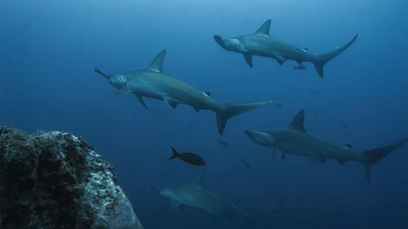 Groupe de requins-marteaux nageant dans les eaux bleues de l'océan