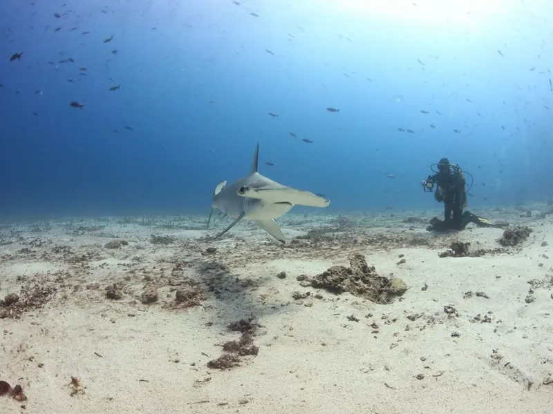 Requin de récif à pointe blanche nageant sur fond sablonneux