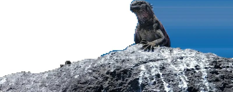 Iguane marin sur roches volcaniques, regardant vers l'avant