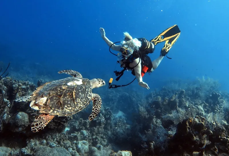 Plongeuse face à une tortue marine dans un récif corallien