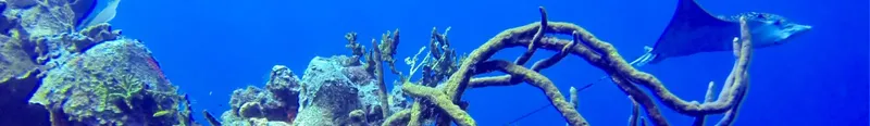 Raie manta nageant au-dessus d'un récifal corallien bleu profond