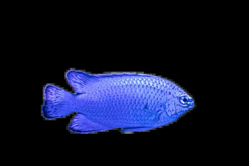 Poisson bleu tropical, corps allongé, nageoire dorsale et caudale visibles