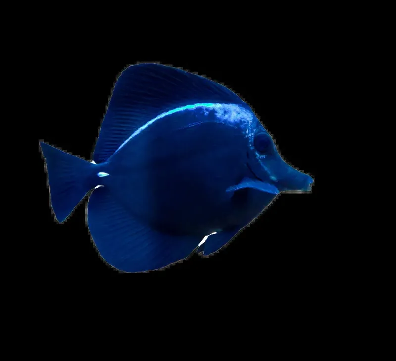 Poisson chirurgien bleu, nageant dans l'obscurité, corps ovale et coloré