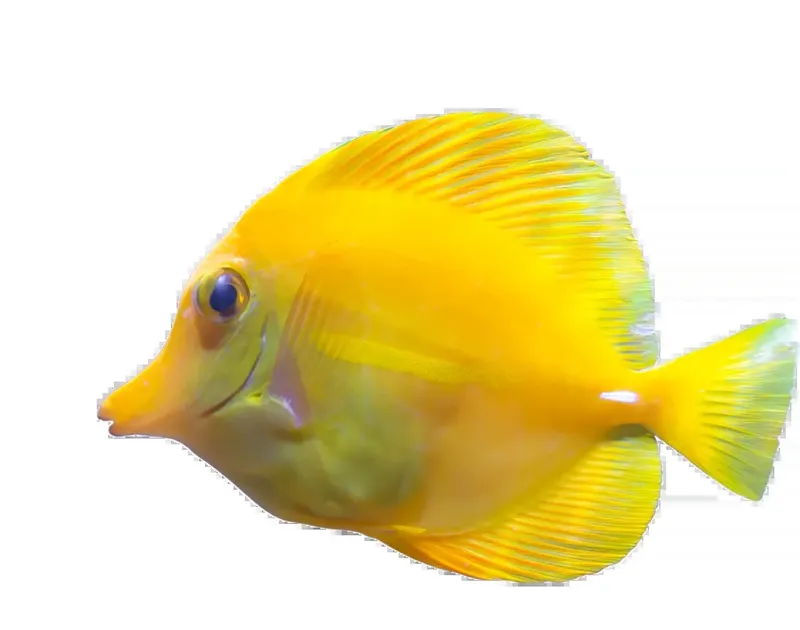 Poisson papillon jaune, nageant sur fond blanc, corps ovale et coloré