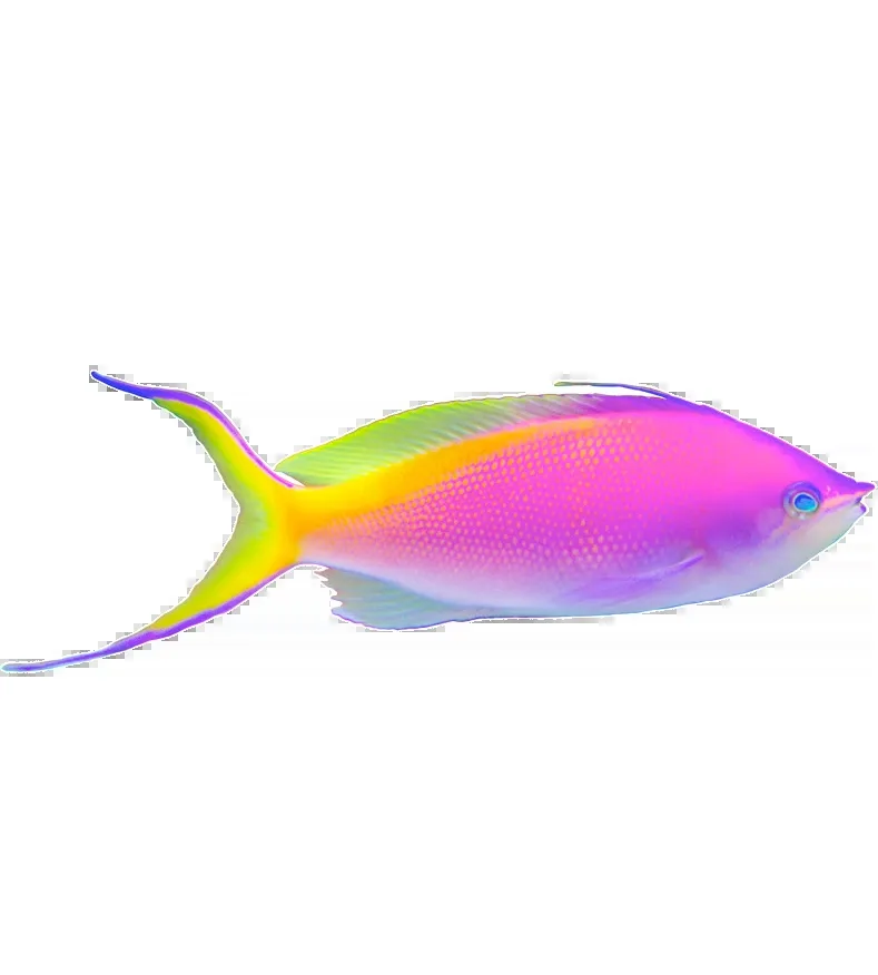 Poisson tropical coloré aux reflets irisés nageant sur fond blanc