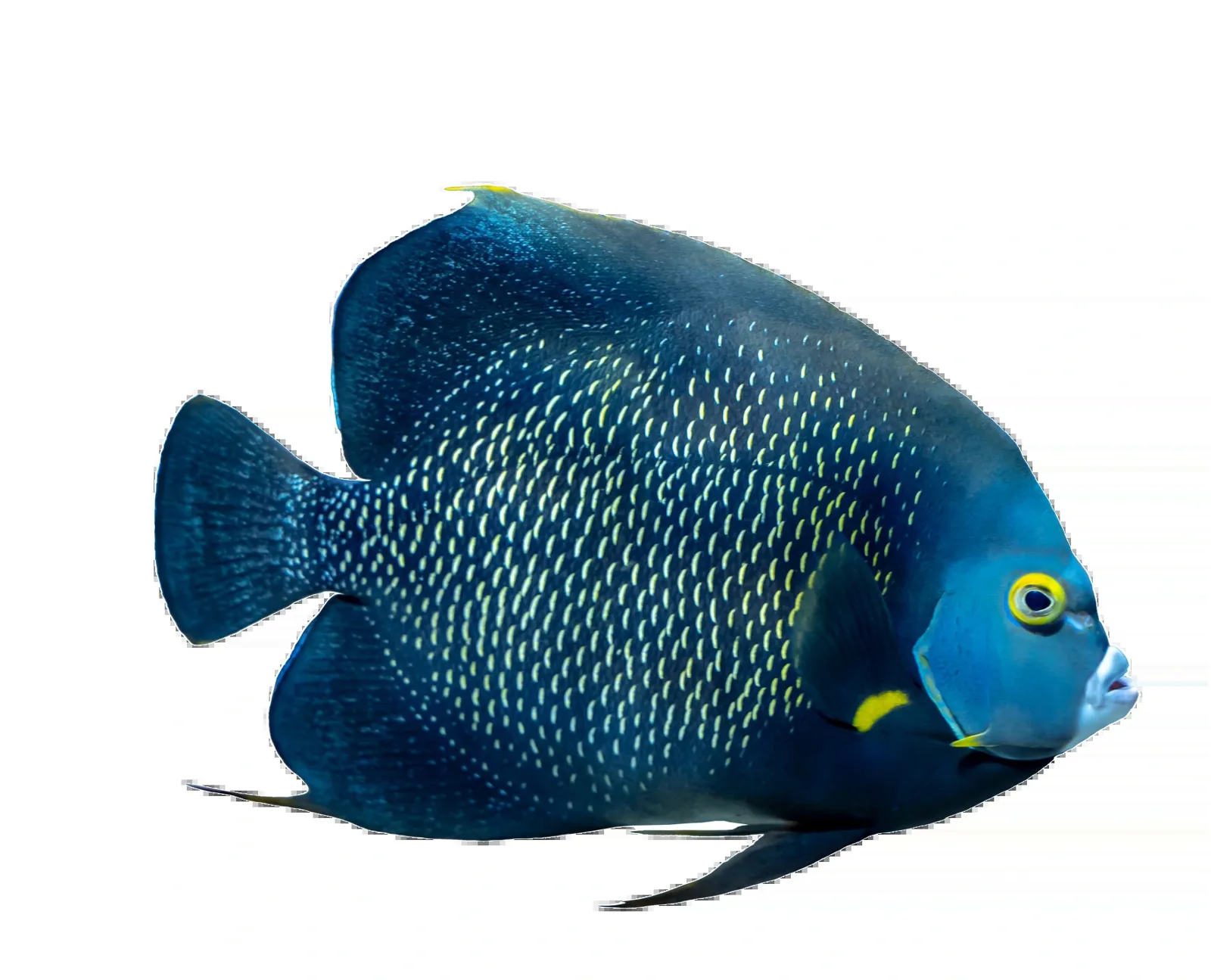 Poisson chirurgien bleu avec motifs blancs sur fond blanc