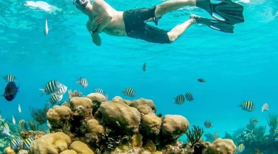 Plongeur explore un récif corallien avec de nombreux poissons colorés