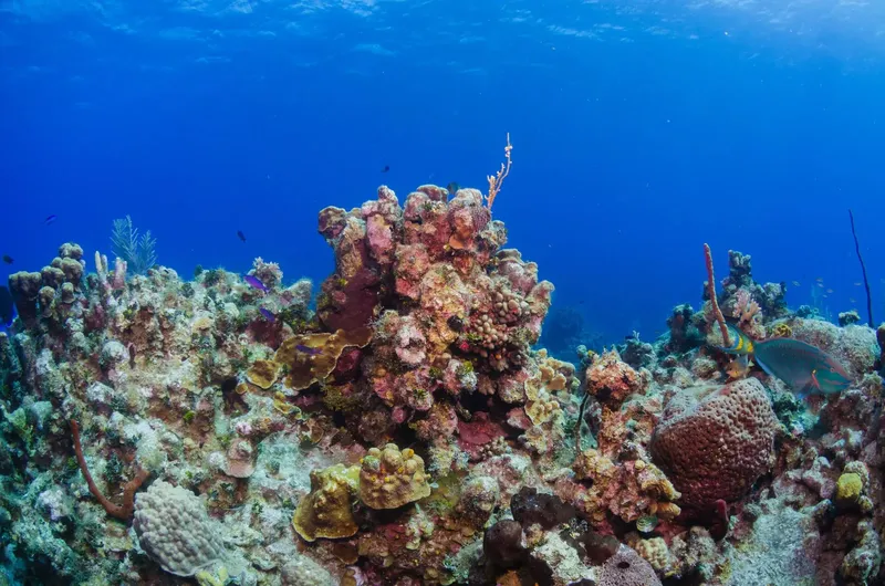 Recif corallien coloré avec des poissons tropicaux en milieu aquatique
