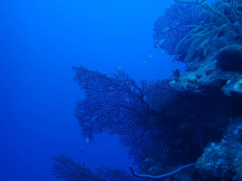 Coraux gorgones et roche sous-marine dans une eau bleue profonde