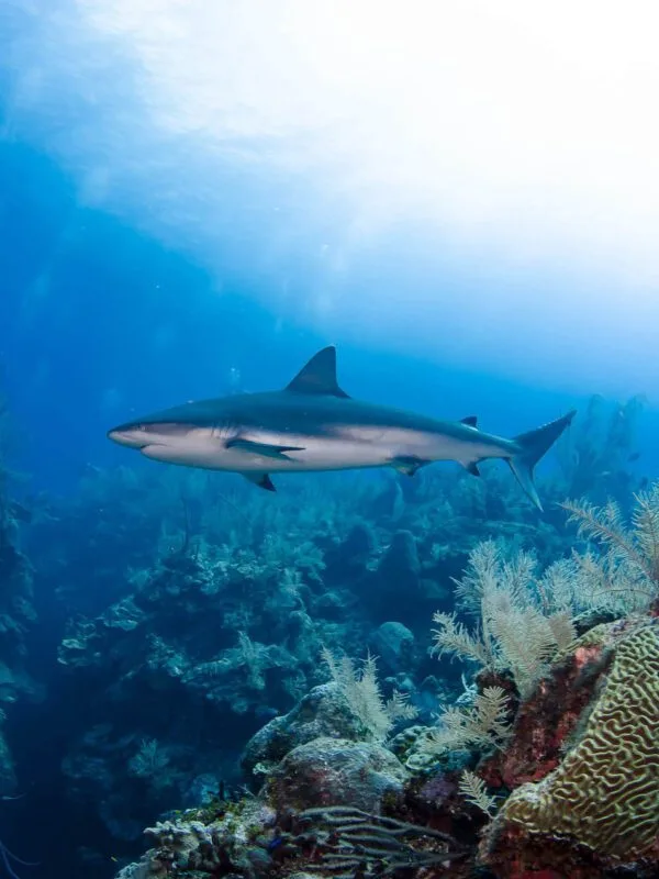 Requin nageant au-dessus d'un récifal corallien en eau claire