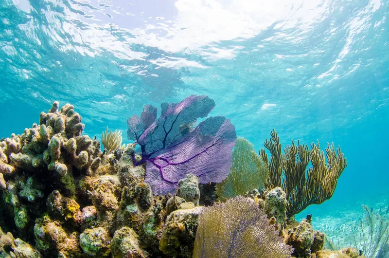 Coraux colorés et éventail gorgonien dans une eau turquoise claire