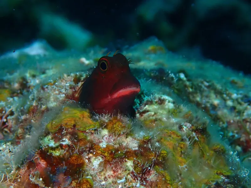 Gobie rouge observant la caméra depuis un fond rocheux coloré