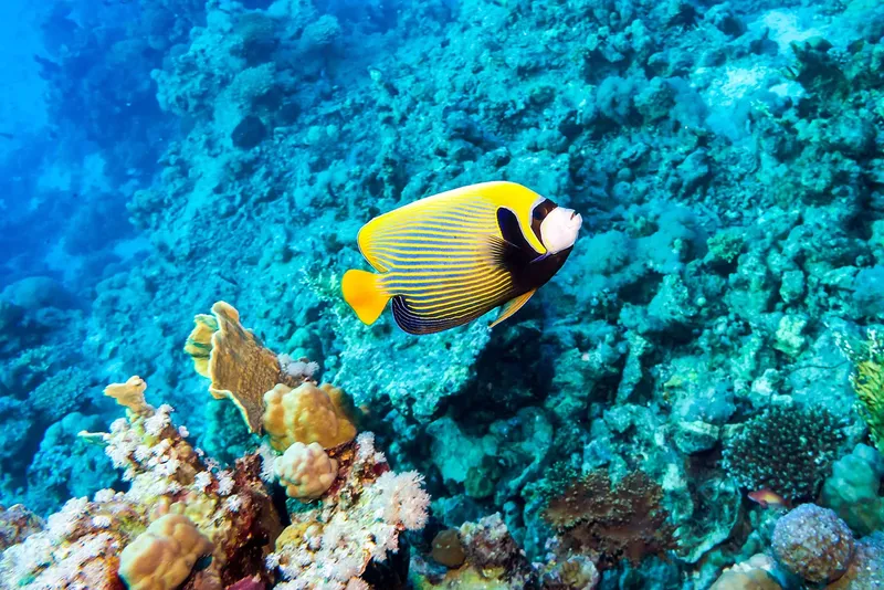 Poisson papillon nageant au milieu d'un récifal corallien coloré