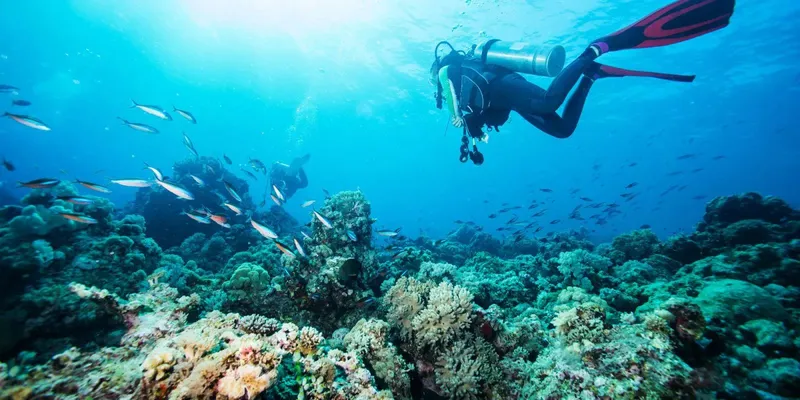Plongeurs explorent un récif corallien ensoleillé avec des poissons colorés
