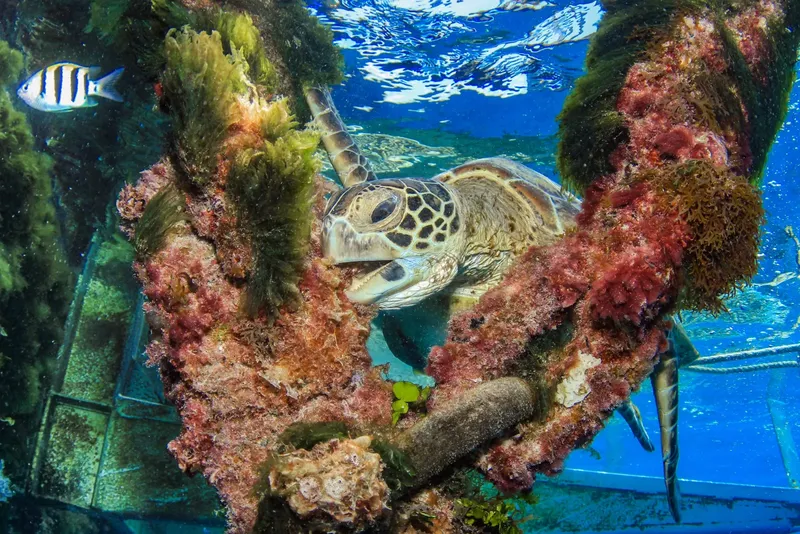 Tortue marine nageant près d'une épave colonisée par des algues