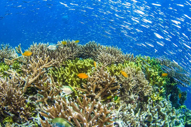 Coraux colorés et poissons tropicaux dans une eau claire et ensoleillée
