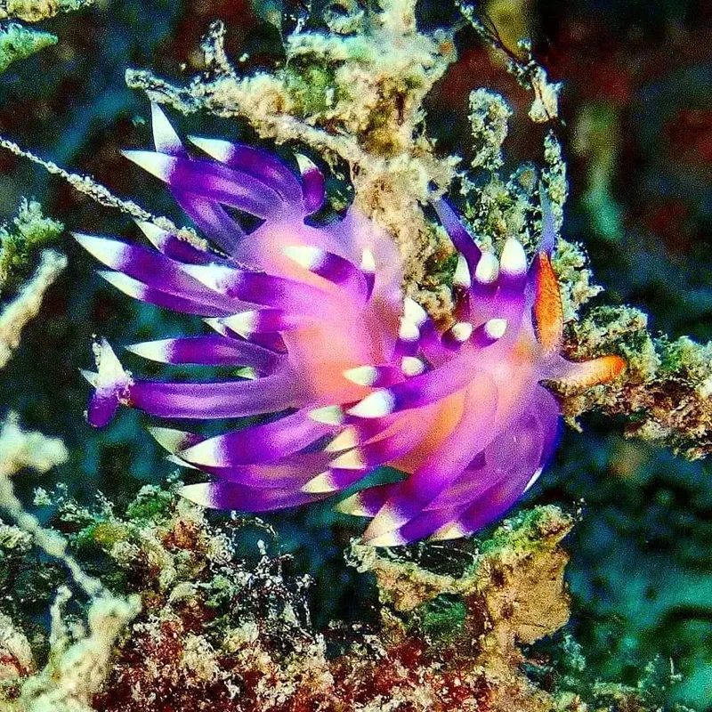 Nudibranche colorée, rose et violette, sur un récif corallien