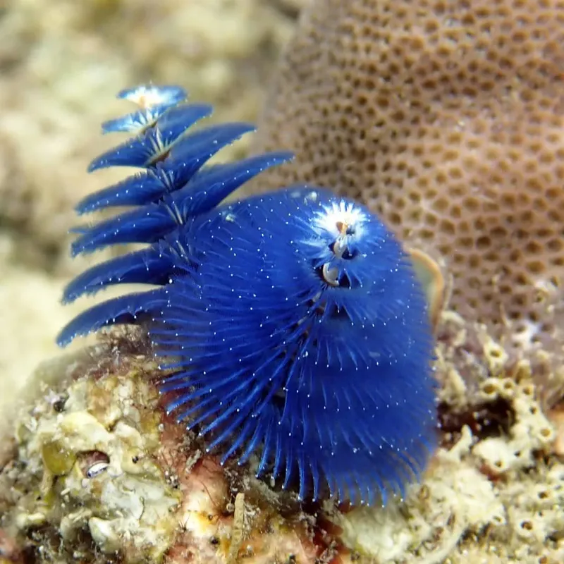 Deux vers plumeaux bleus sur un fond rocheux corallien