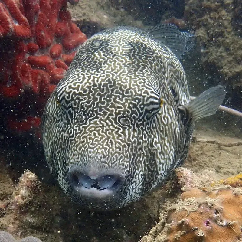 Gros poisson-ballon tacheté nageant près du fond marin corallien