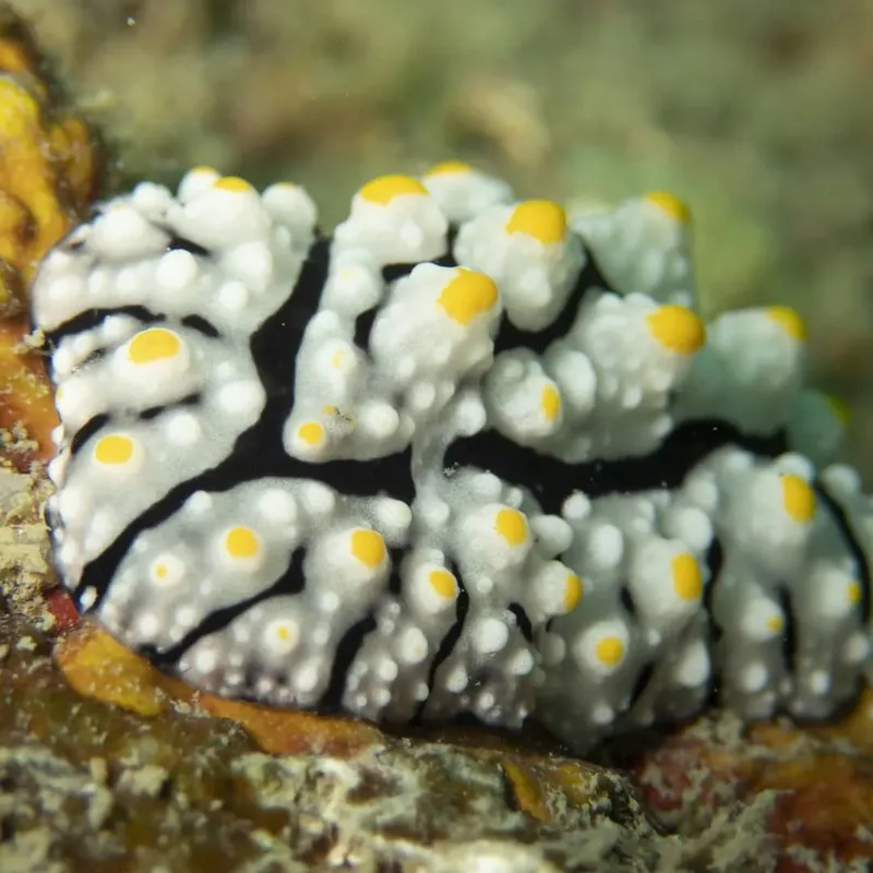 Nudibranche colorée avec des motifs jaunes et noirs sur le fond marin