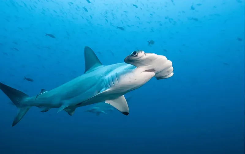 Requin marteau nageant dans l'eau bleue entouré de petits poissons