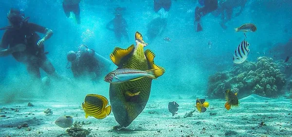 Plongeurs et poissons tropicaux évoluent au milieu d'un récif corallien