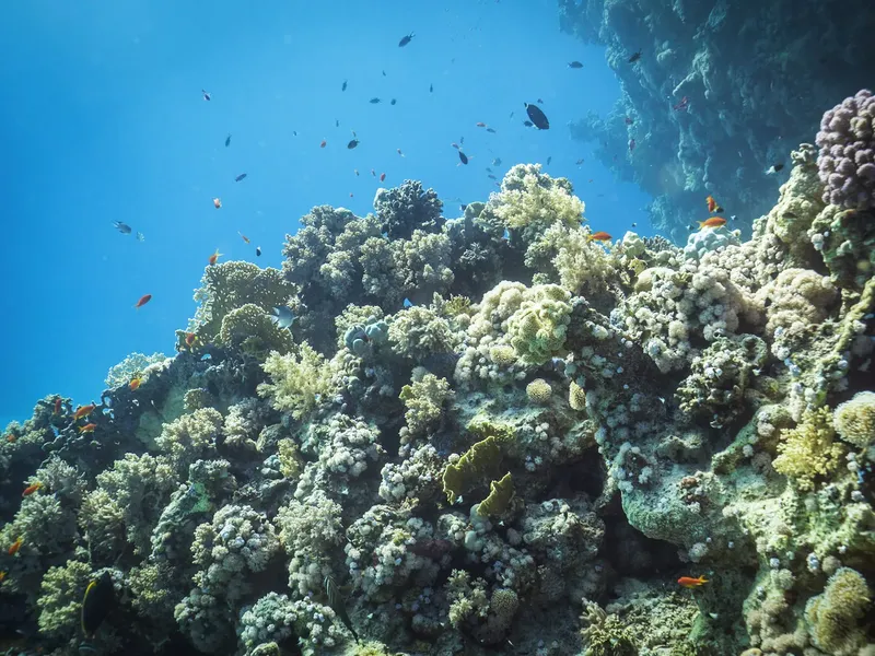 Coraux colorés et poissons tropicaux dans une eau claire et bleue