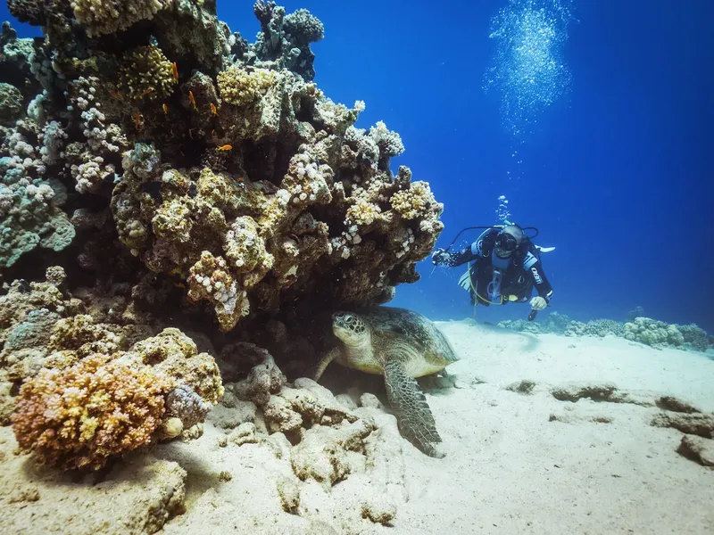 Plongeur et tortue marine près d'un récifal corallien ensoleillé