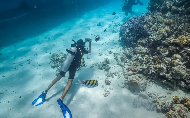 Plongeur explore un récifal corallien avec des poissons tropicaux