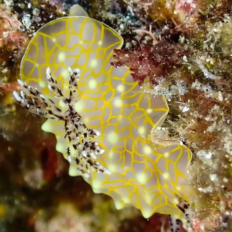 Nudibranche jaune et blanche sur fond rocheux et algues marines