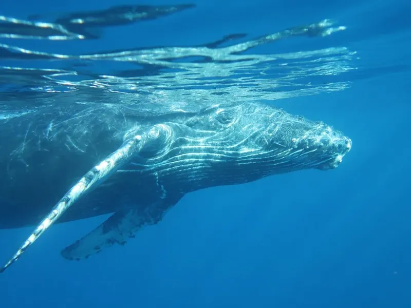Baleine à bosse nageant dans l'eau bleue, vue sous-marine, animal marin
