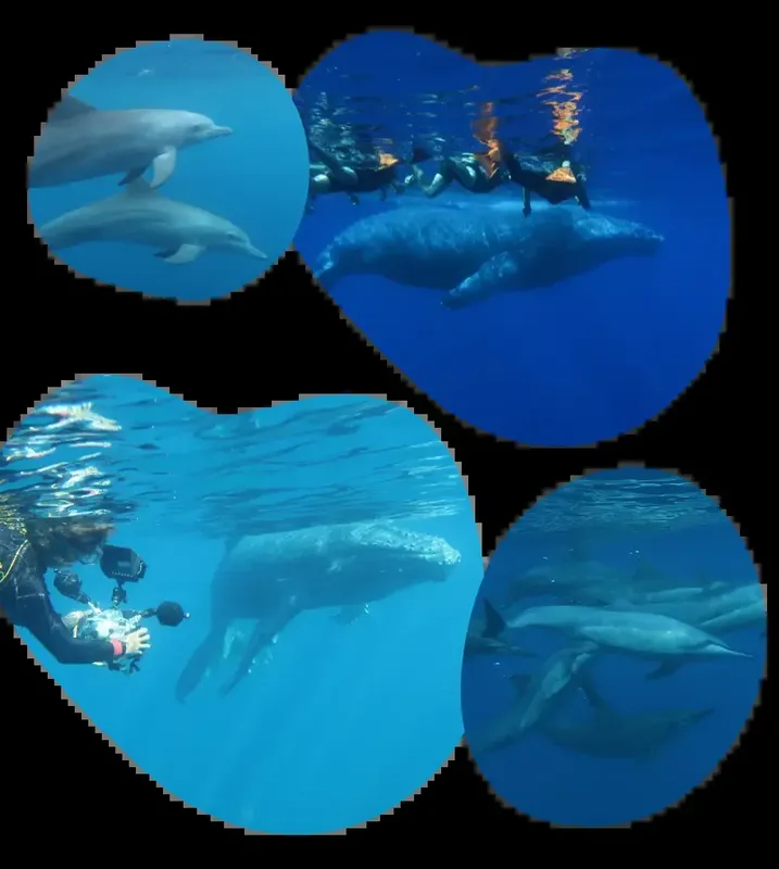 Plusieurs dauphins nagent en mer, avec des plongeurs en arrière-plan