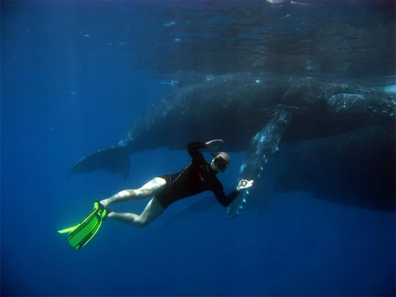 Plongeur nageant à côté d'un immense requin baleine dans l'océan