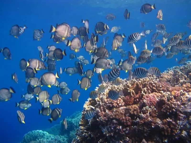 Banc de poissons tropicaux nageant autour d'un récifal corallien coloré