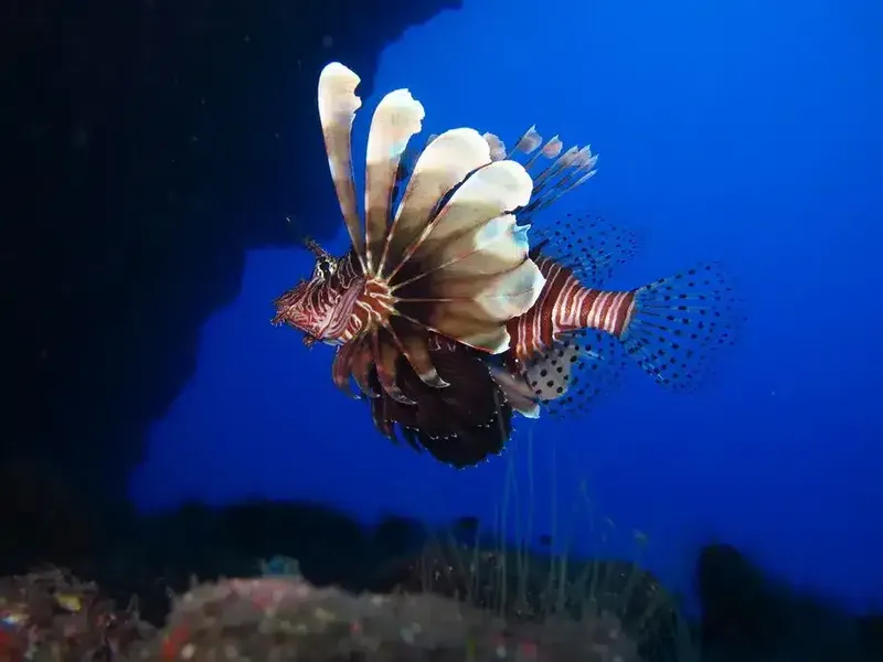 Poisson-lion rouge et blanc nageant dans l'eau bleue profonde