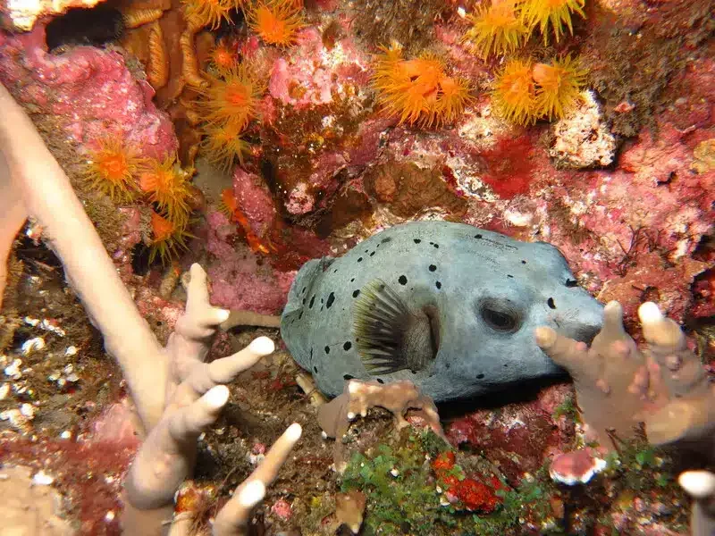 Poisson-globe tacheté sur un récif corallien coloré en milieu marin
