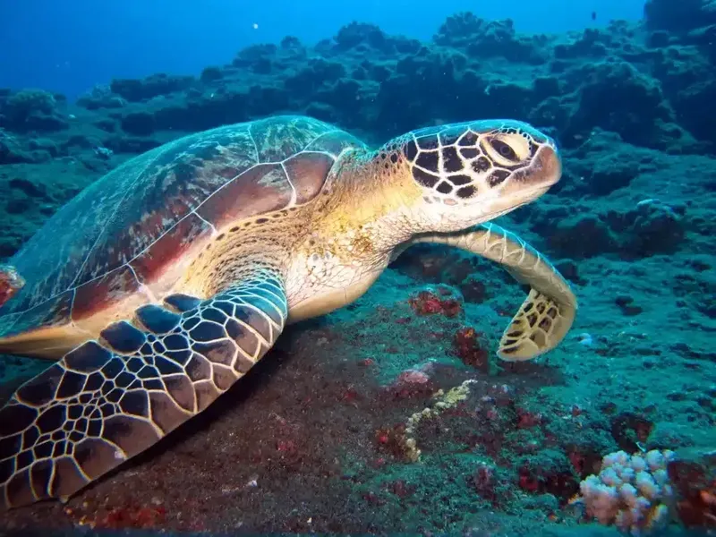 Tortue marine nageant paisiblement au-dessus d'un fond rocheux et corallien