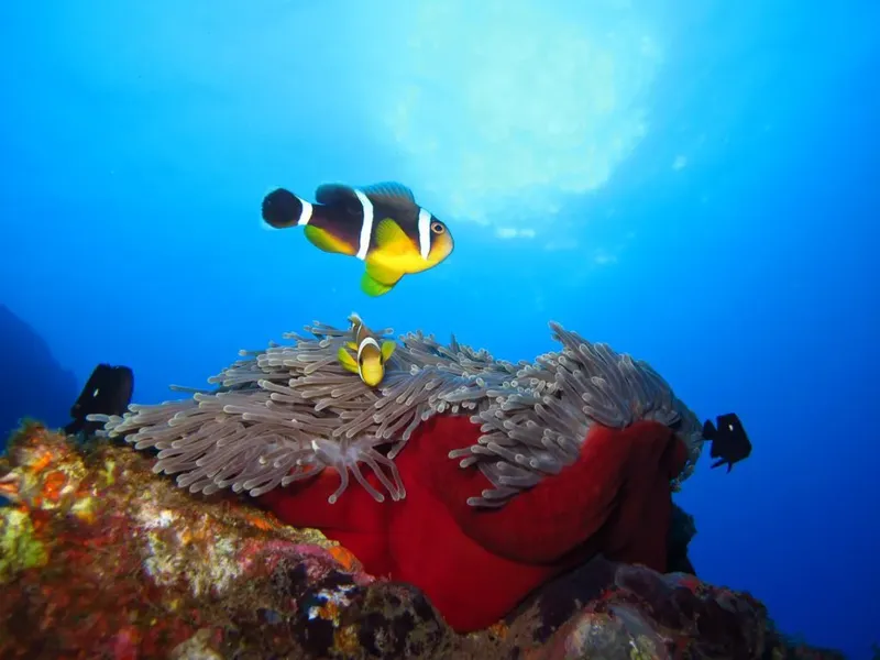 Poissons clowns nageant autour d'une anémone de mer colorée