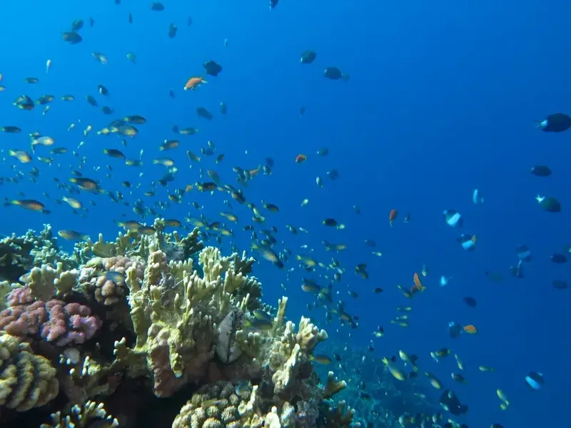 Banc de poissons colorés autour d'un récif corallien en mer