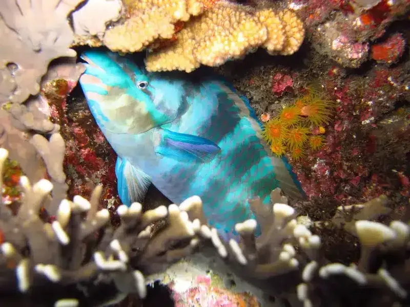 Poisson perroquet bleu et orange se fondant dans un récif corallien
