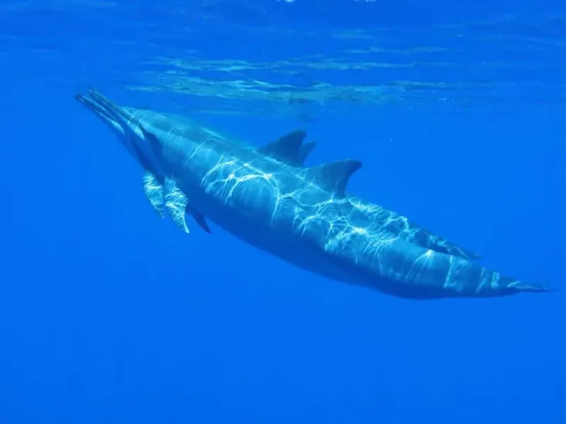 Deux dauphins nagent ensemble dans une eau bleue claire et limpide