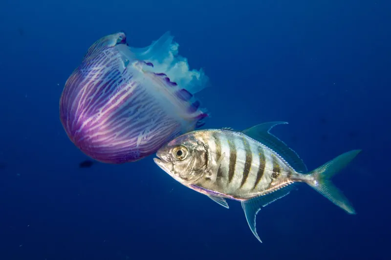Méduse et poisson argenté nagent dans l'eau bleue profonde