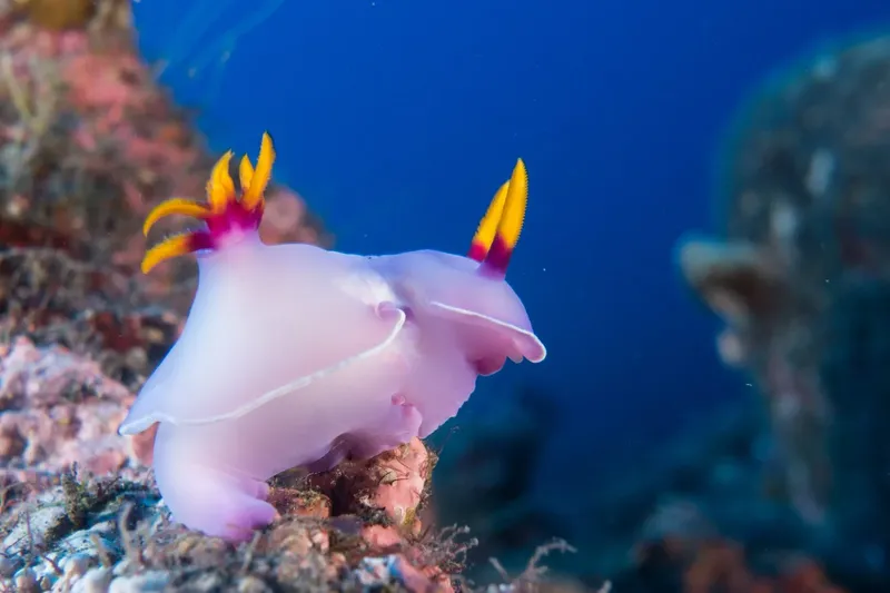 Nudibranche blanche et jaune sur un récif corallien sous-marin