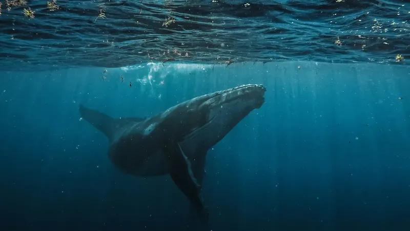Baleine à bosse nageant sous la surface de l'eau bleue