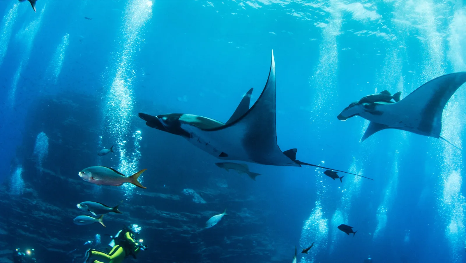 Raies manta et poissons tropicaux évoluent dans une eau bleue claire