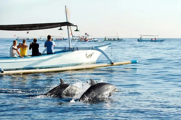 Dauphins sautant devant un bateau avec des passagers en mer
