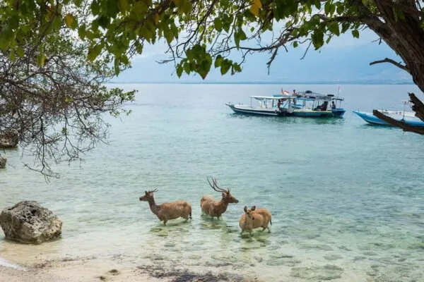 Trois cerfs pataugeant dans une eau turquoise avec des bateaux au loin