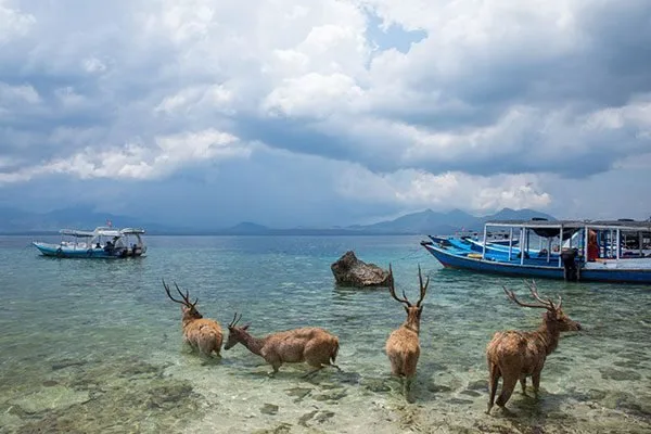 Cerfs pataugeant dans l'eau peu profonde devant des bateaux et montagnes