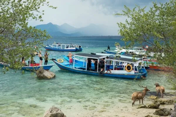 Bateaux de plongée amarrés près d'une plage avec des cerfs