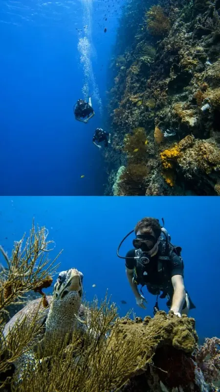 Plongeur et tortue marine évoluent ensemble dans un récif corallien